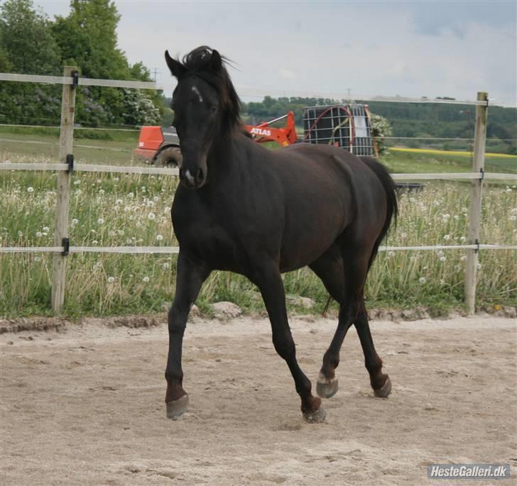 DSP Vasehøjs Lancelot  <3 Gammel part - Emmas lille stjerne <3 billede 8