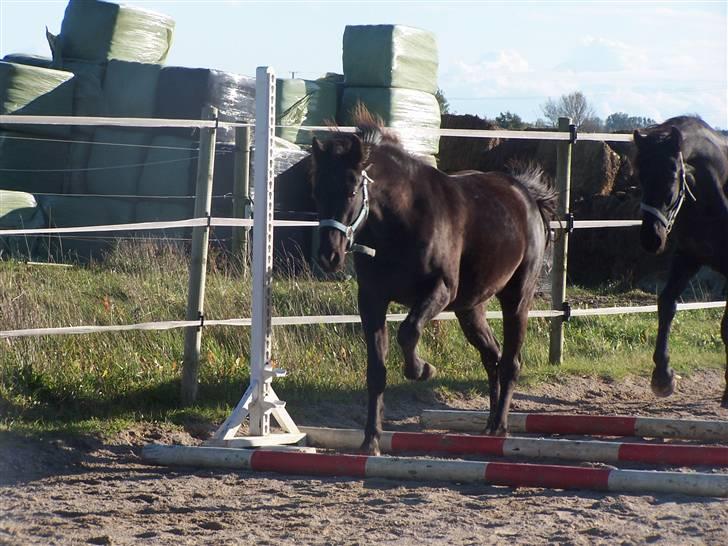 DSP Vasehøjs Lancelot  <3 Gammel part - Emmas lille stjerne <3 billede 9