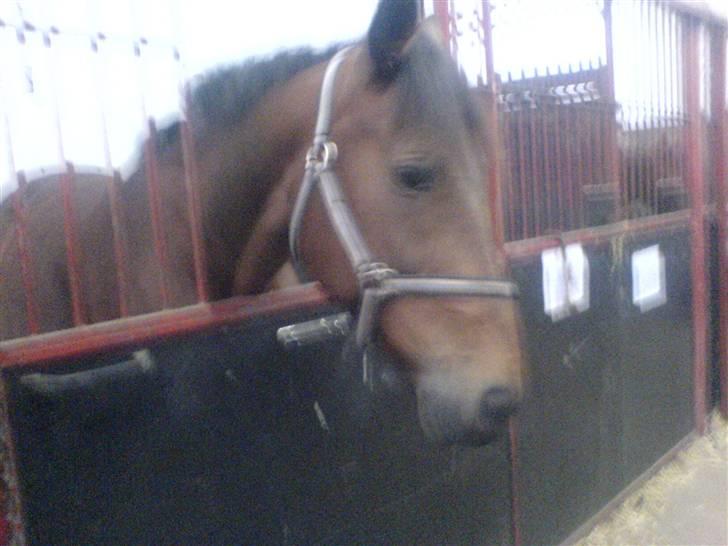 Anden særlig race Tøsen {Elev hest}(Simone) - er jeg ik bare fin billede 3