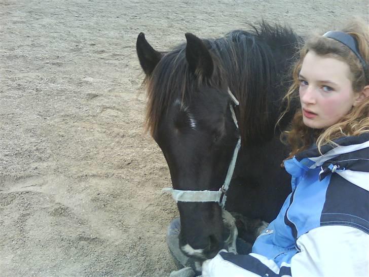 DSP Vasehøjs Lancelot  <3 Gammel part - Emmas lille stjerne <3 billede 10