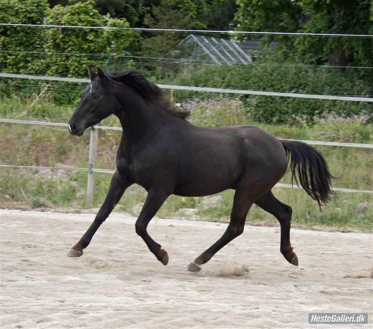 DSP Vasehøjs Lancelot  <3 Gammel part - Emmas lille stjerne <3 billede 11