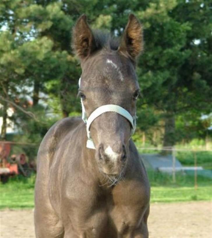 DSP Vasehøjs Lancelot  <3 Gammel part - Emmas lille stjerne <3 billede 13