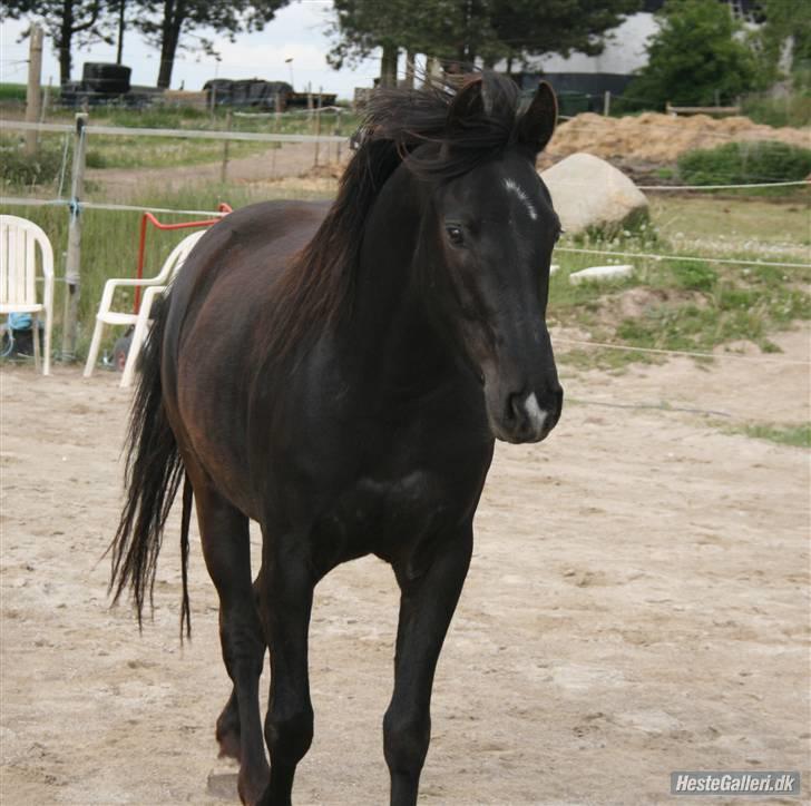 DSP Vasehøjs Lancelot  <3 Gammel part - Emmas lille stjerne <3 billede 15