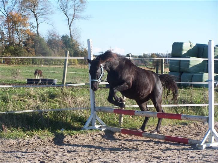 DSP Vasehøjs Lancelot  <3 Gammel part - Emmas lille stjerne <3 billede 17