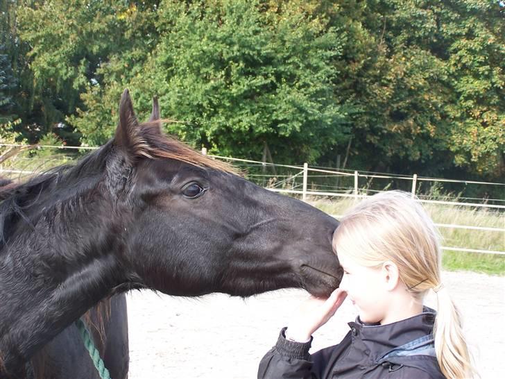 DSP Vasehøjs Lancelot  <3 Gammel part - Emmas lille stjerne <3 billede 18