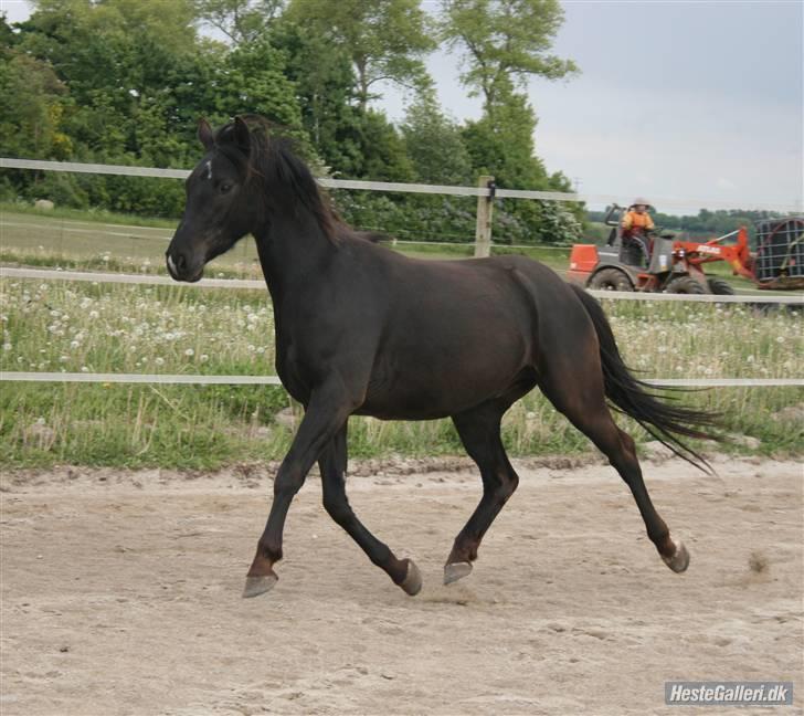 DSP Vasehøjs Lancelot  <3 Gammel part - Emmas lille stjerne <3 billede 19