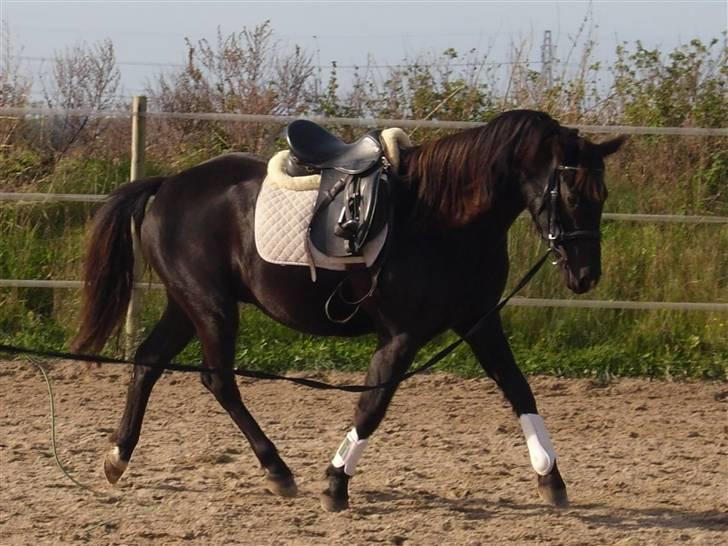 DSP Vasehøjs Lancelot  <3 Gammel part - Emmas lille stjerne <3 billede 20