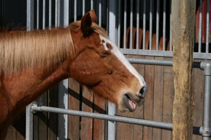 Anden særlig race Walk Of Fame *REST IN PEACE* - Fordi jeg elsker dig <3Foto: Tina billede 9