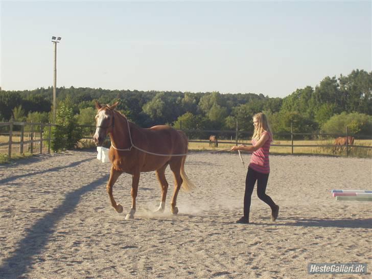 Anden særlig race Walk Of Fame *REST IN PEACE* - Fordi jeg elsker dig <3 Foto: Majsa. - Longering i torv ( undervisning af Allimac qo Ynor ) billede 10
