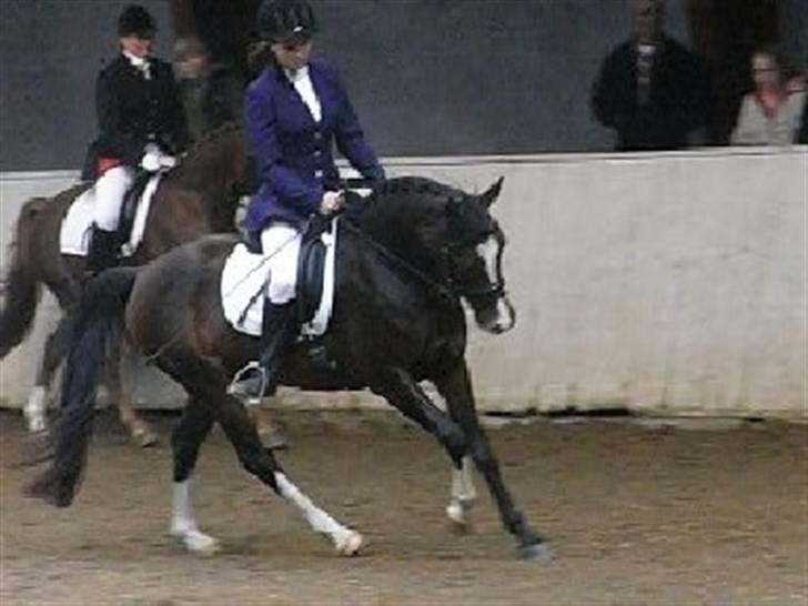 DSP Lintrupgaard Fabian solgt billede 6