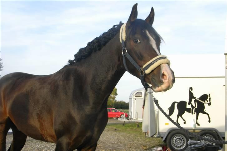 DSP Lintrupgaard Fabian solgt - krølle xb billede 7