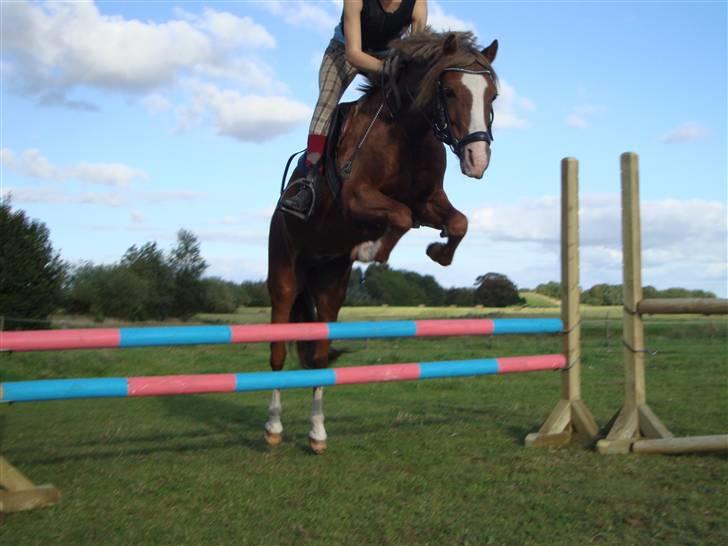 Welsh Pony (sec B) Låddenhøjs Swingboy SOLGT - spring på den smukkeste<3 han springer fandme godt! billede 7