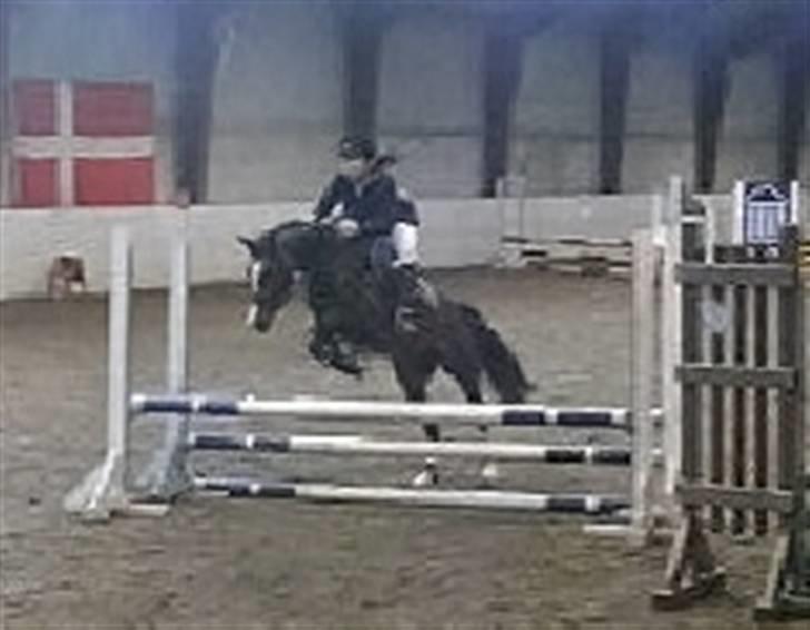 DSP Lintrupgaard Fabian solgt - Springbillede taget fra video, derfor kvaliteten. billede 8