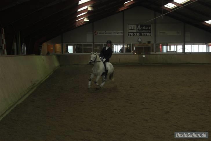 Welsh Mountain (sec A) Silver Sprite "naboens"<3 - stævne i Ry..  billede 9