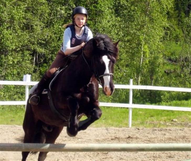 Norsk Døle Tranmælstoddy(solgt) billede 1