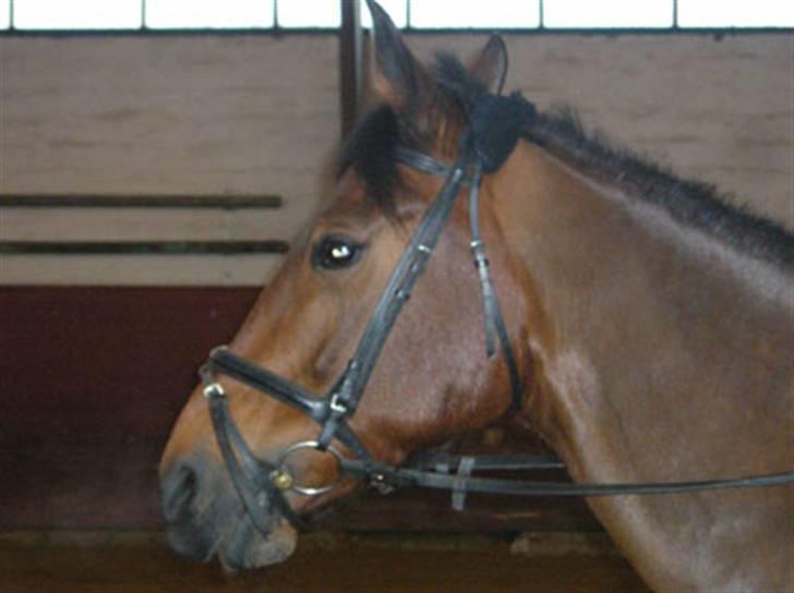 Anden særlig race Tøsen {Elev hest}(Simone) - ude at ride jeg er bare fin over det hele billede 4