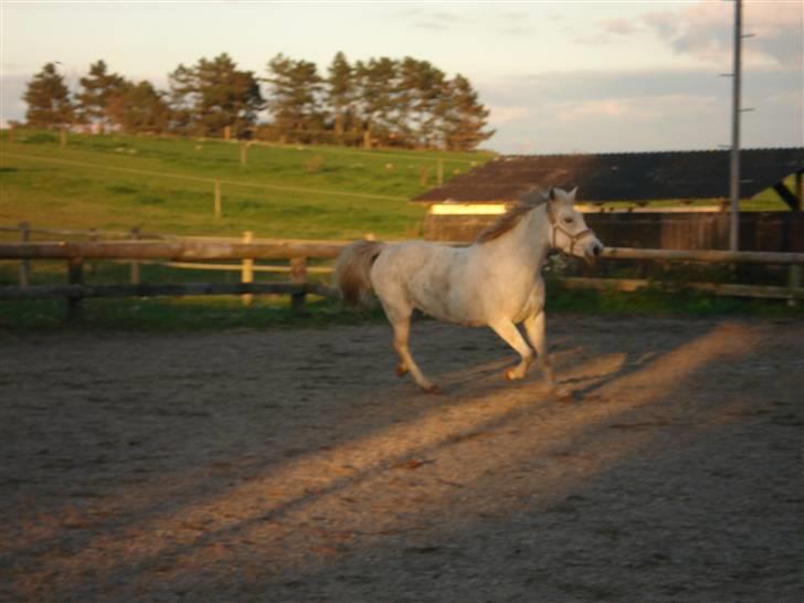 Pinto Bianca - Aflivet :'( - godt med lidt motion billede 15