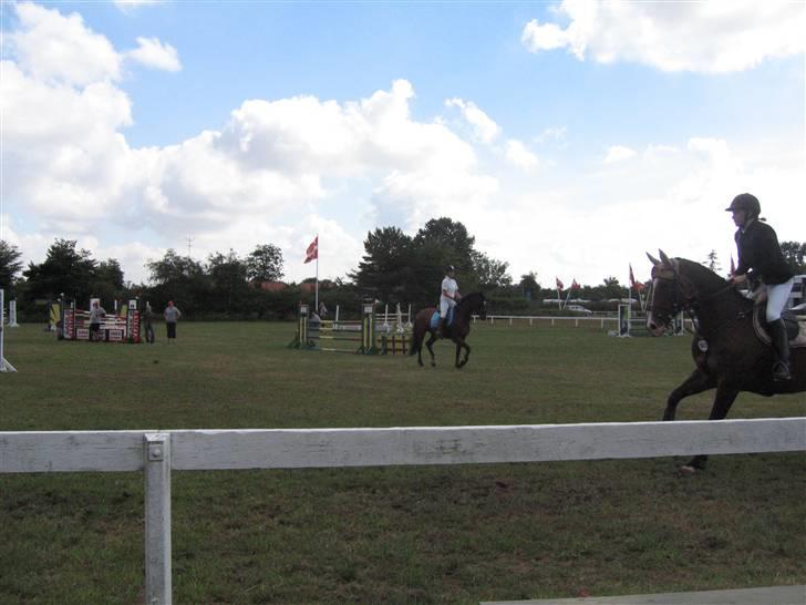 Holstener Calvados - C-stævne Bredebro billede 13