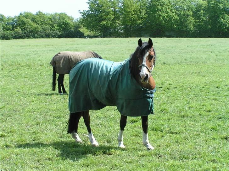 Arabisk fuldblod (OX) Classic Touch ox - Dejlige Kazmir billede 1