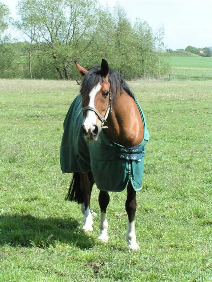 Arabisk fuldblod (OX) Classic Touch ox billede 2