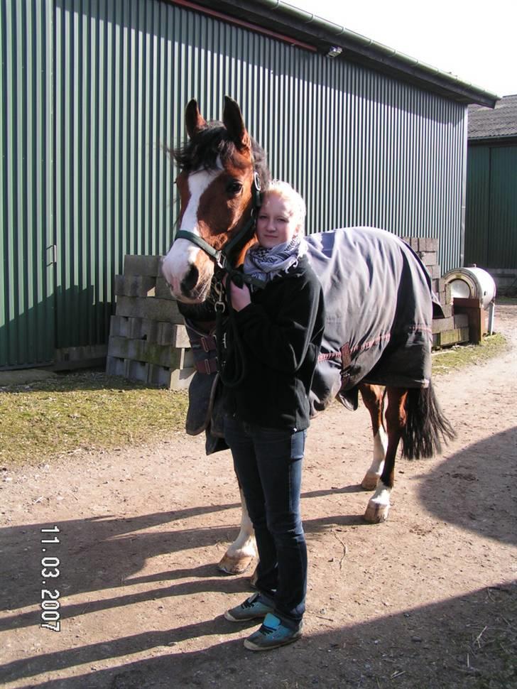 Arabisk fuldblod (OX) Classic Touch ox billede 3