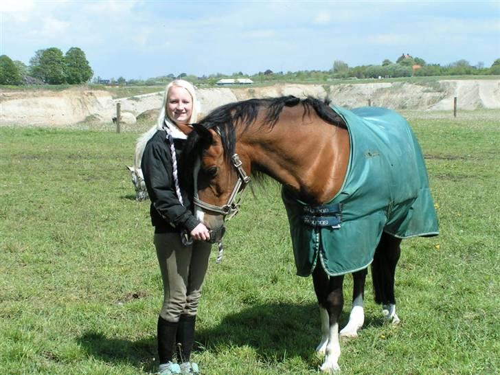 Arabisk fuldblod (OX) Classic Touch ox billede 4