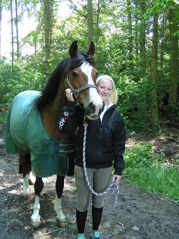 Arabisk fuldblod (OX) Classic Touch ox billede 5