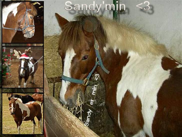 Pinto Sandy (SOLGT, SAVNES!) billede 10