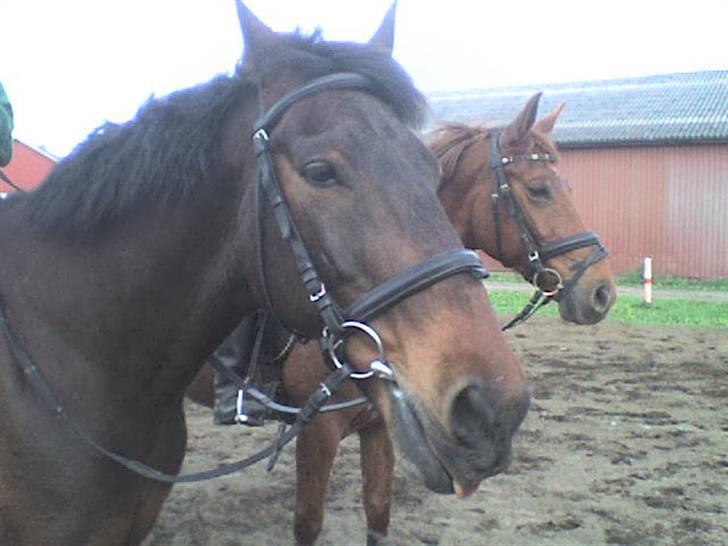 Oldenborg rivaldo ´` solgt `` - det er mig og min gode venine der er ude at ride på banen billede 9