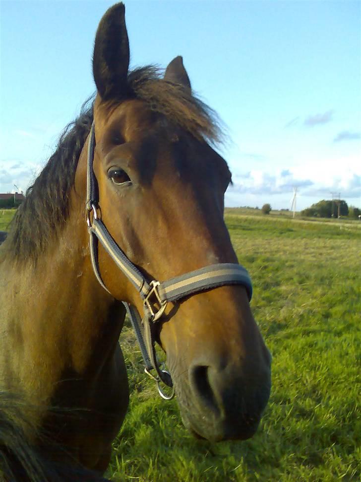 Oldenborg rivaldo ´` solgt `` - ej hvor skal jeg lytte hend der sker noget bag fra men også for fra billede 11