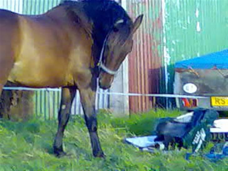 Oldenborg rivaldo ´` solgt `` - er jeg ikk sød det klør lige der billede 12