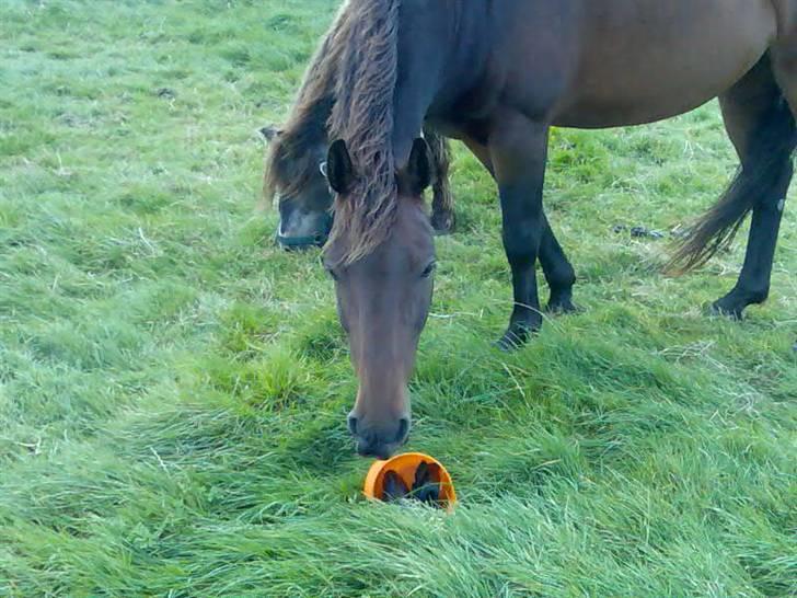 Oldenborg rivaldo ´` solgt `` - hvad er dog det pas nu på den er farlig billede 13