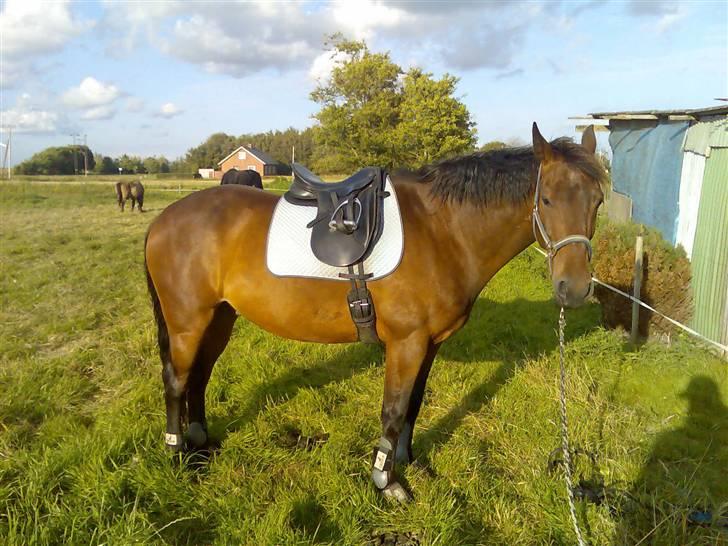 Oldenborg rivaldo ´` solgt `` - på vej ud at ride billede 14