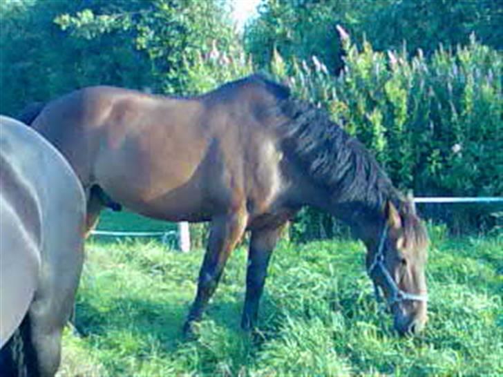 Oldenborg rivaldo ´` solgt `` - dejlig grønt græs billede 15