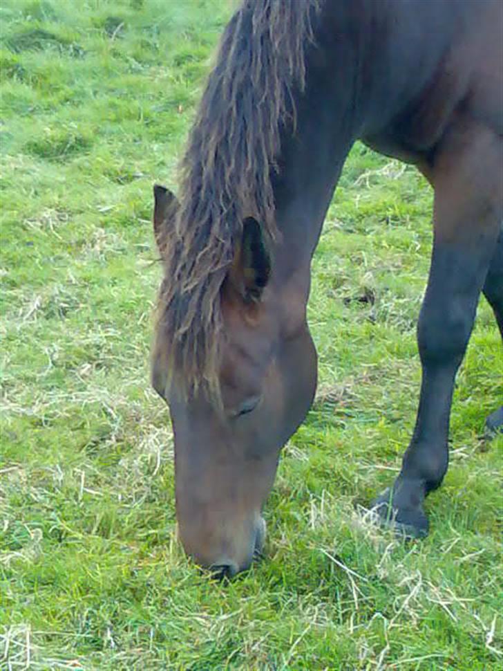 Oldenborg rivaldo ´` solgt `` - igen æder han billede 16