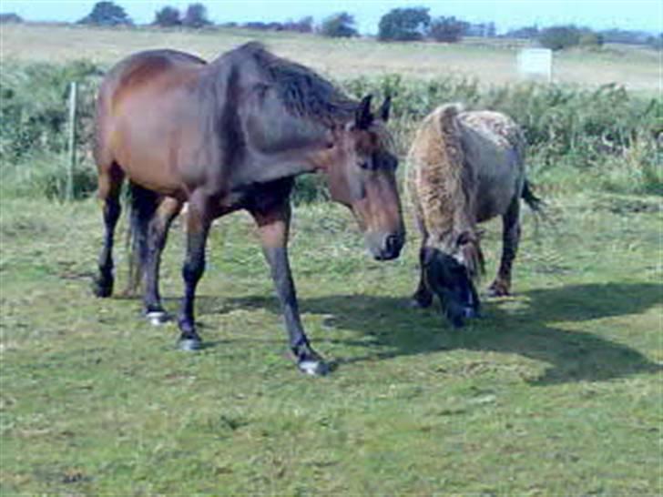 Oldenborg rivaldo ´` solgt `` - på sommer græs billede 17