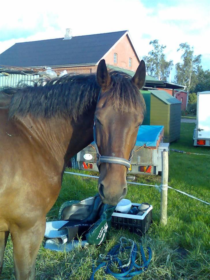 Oldenborg rivaldo ´` solgt `` - kaldte du mor billede 18