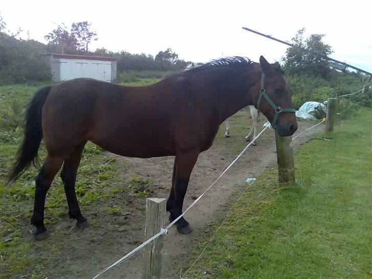 Traver label    R.I.P billede 18