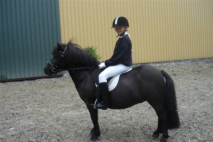 Shetlænder Dolly billede 8