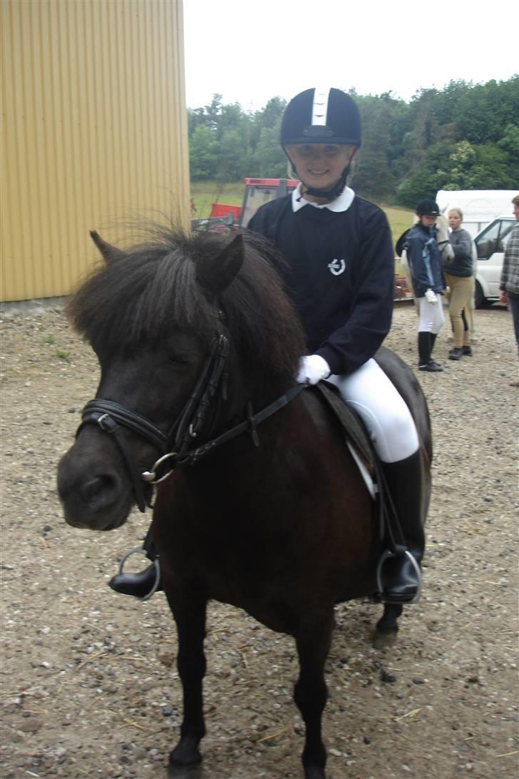 Shetlænder Dolly billede 9