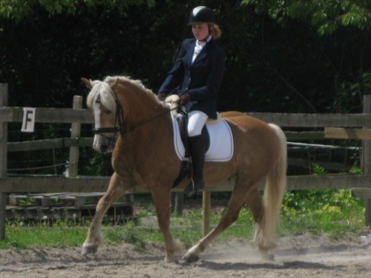 Tyroler Haflinger Ørnhøj Waldorf R.I.P.  - Stævne juni 2010 :)  billede 19