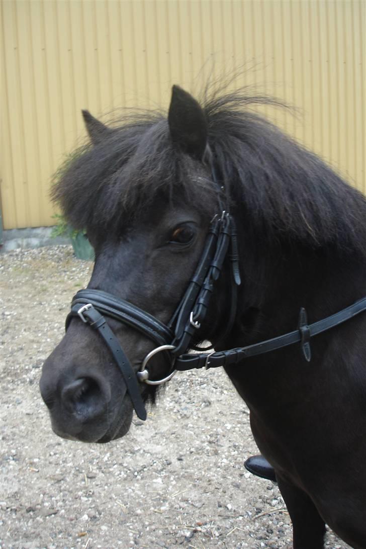 Shetlænder Dolly billede 10