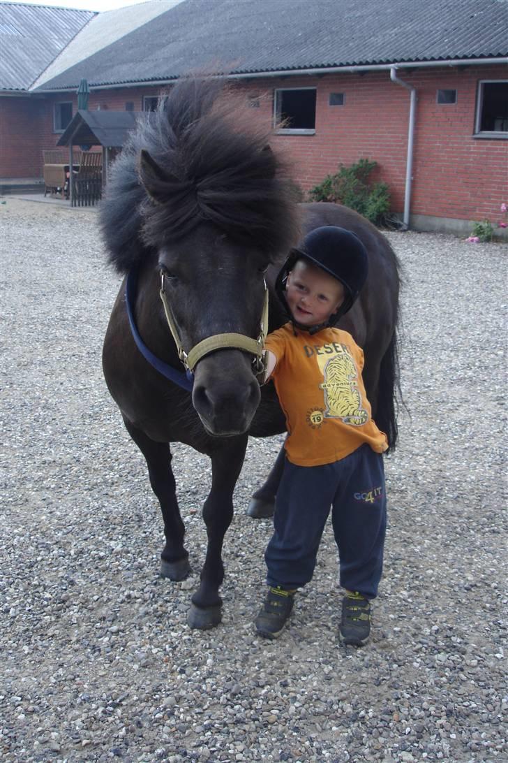 Shetlænder Dolly billede 11