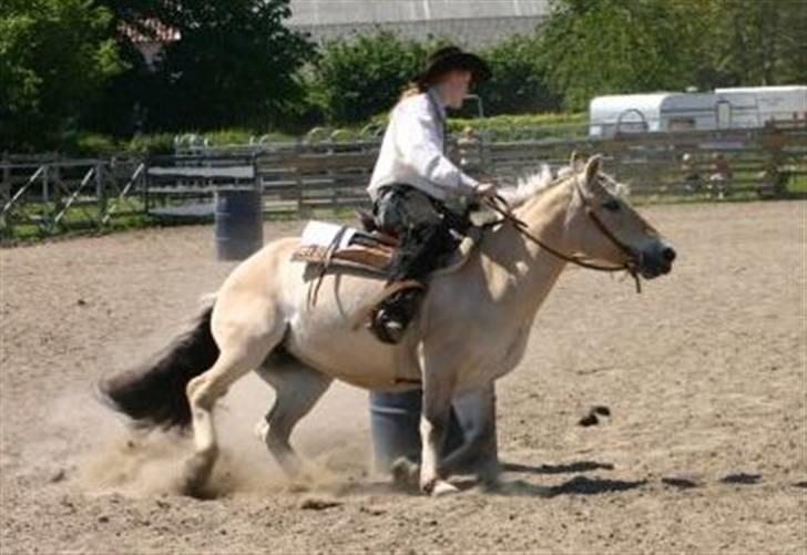 Fjordhest Jessie 1988-2008 RIP  billede 4