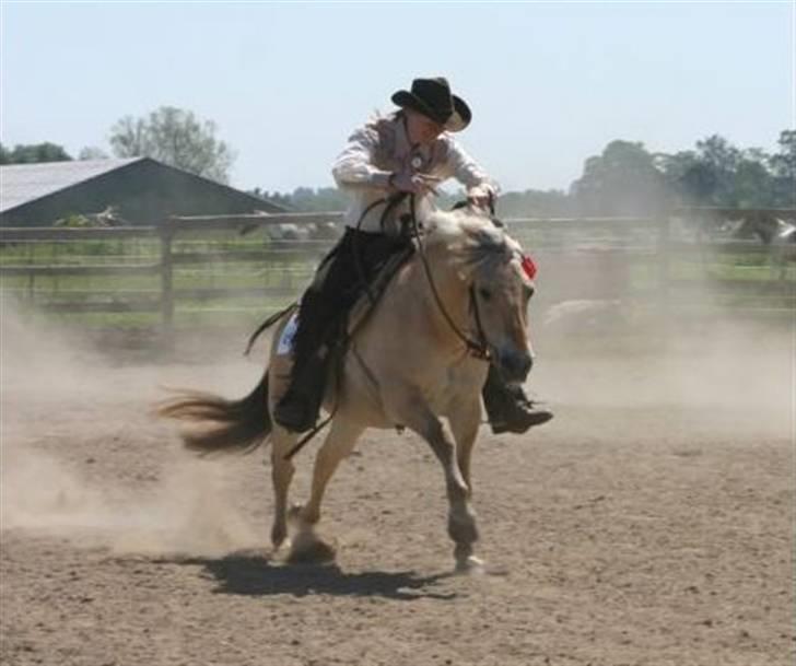 Fjordhest Jessie 1988-2008 RIP  billede 5