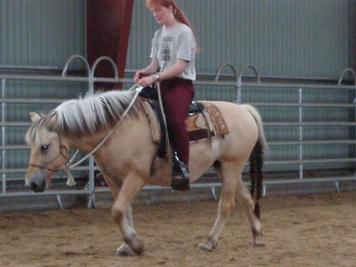 Fjordhest Jessie 1988-2008 RIP  billede 6