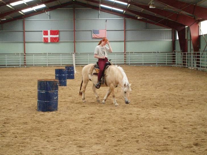 Fjordhest Jessie 1988-2008 RIP  billede 7