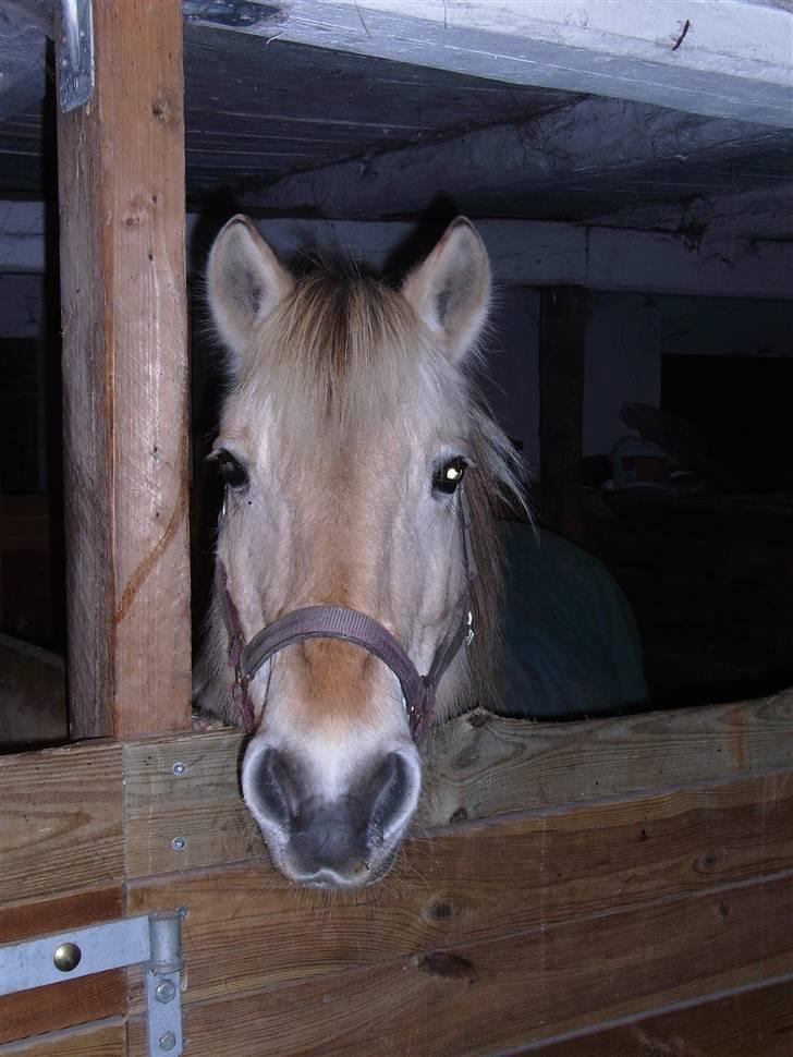 Fjordhest Jessie 1988-2008 RIP  billede 8