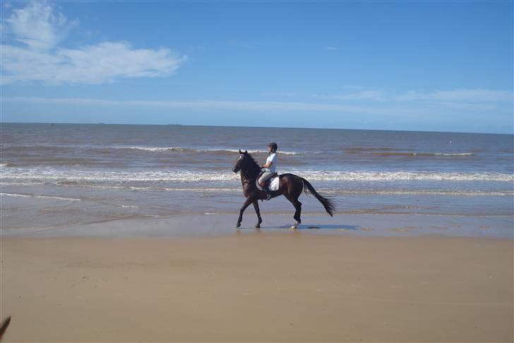 Criollo Mr. No Name - Uruguay Carrasco beach billede 13