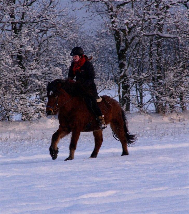 Islænder Stólpi frá Kópavogi - Galop, mig siddende op i sadlen fordi han lige besluttede at styrtløbe henover den isglatte vej .. xD  billede 13